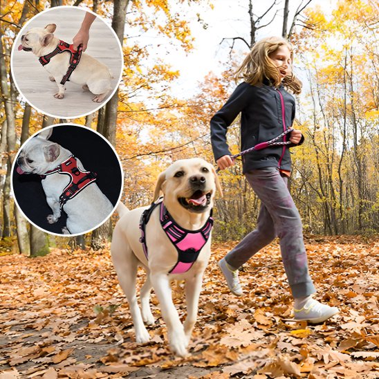 harnais chien y confort balade