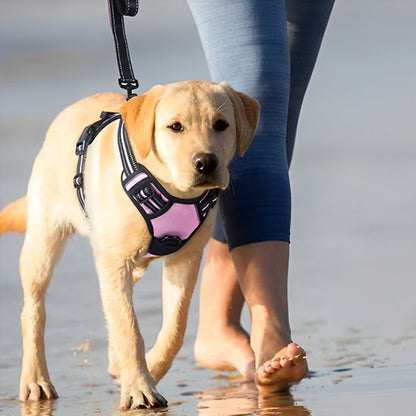 harnais chien y design mignon