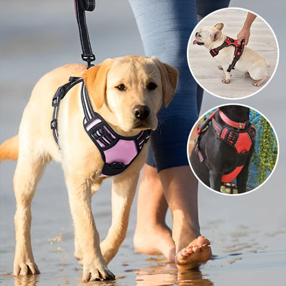 harnais chien y promenade foret