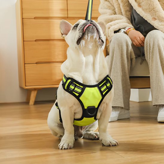 harnais chien y utilisation quotidienne
