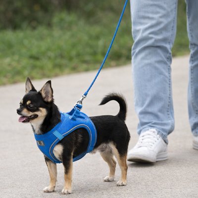 harnais chiot sécurité promenade