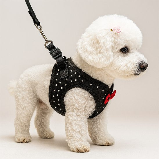 harnais petit chien élégant moderne