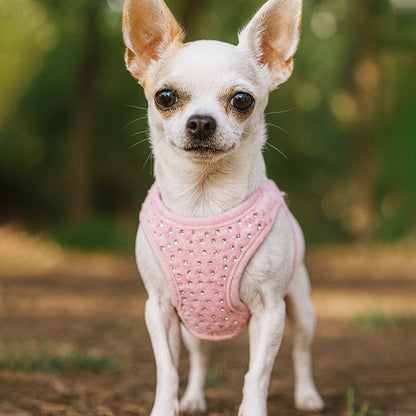 harnais petit chien moderne tendance