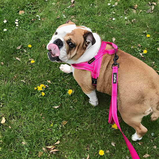 harnais pour chien ajustement facile