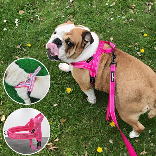 harnais pour chien anti fuite confortable 