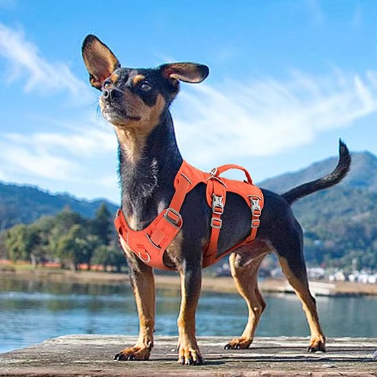 harnais pour chien design moderne