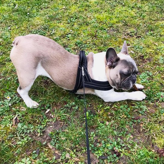 harnais pour chien design moderne