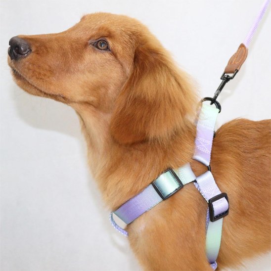 harnais pour chien élégant pratique