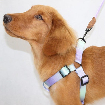 harnais pour chien élégant pratique