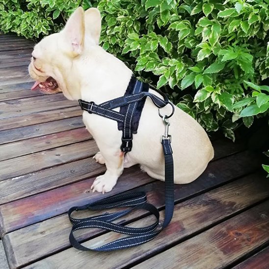 harnais pour chien léger durable