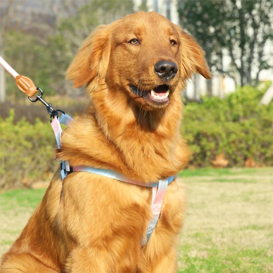 harnais pour chien léger respirant