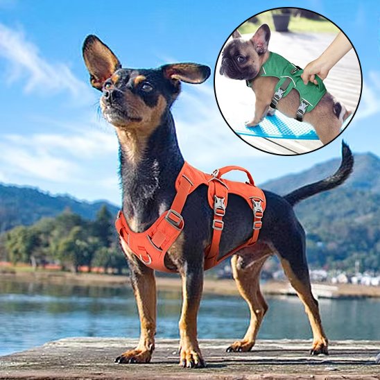 harnais pour chien maintien optimal