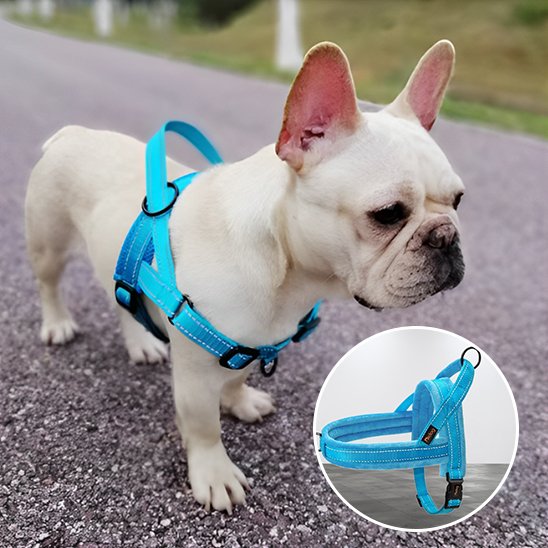 harnais pour chien maintien optimal
