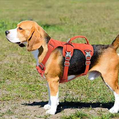 harnais pour chien pratique quotidien