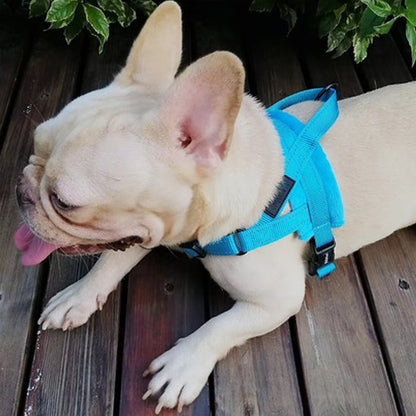 harnais pour chien promenade sécurisée