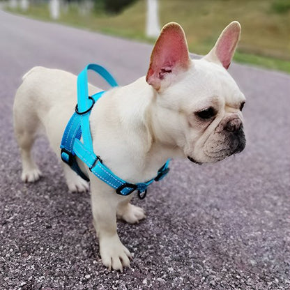 harnais pour chien usage quotidien extérieur