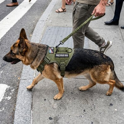harnais pour chiens confort balade
