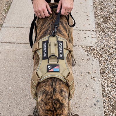harnais pour chiens sécurité balade