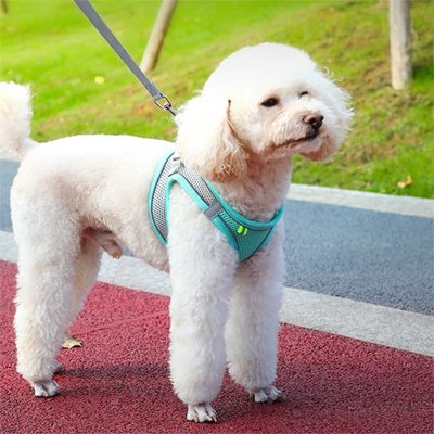 harnais pour petit chien ajustable confortable