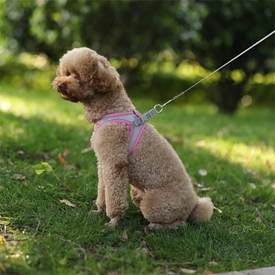 harnais pour petit chien anti fuite