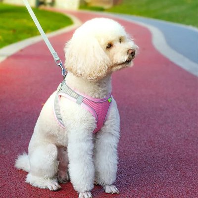 harnais pour petit chien gilet léger