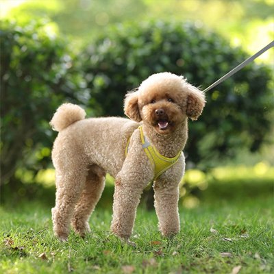 harnais pour petit chien promenade pratique