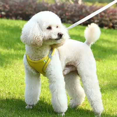 harnais pour petit chien respirant sécurisé