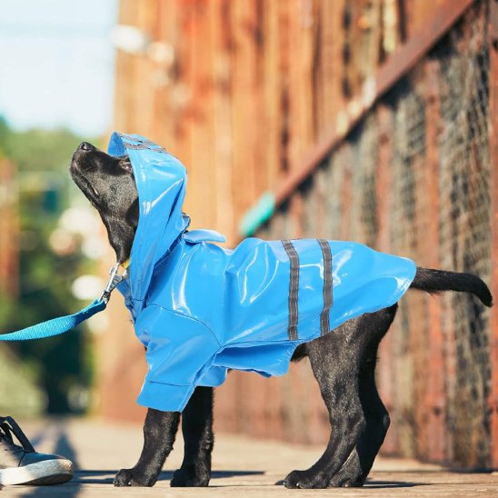 imperméable chien capuche réglable