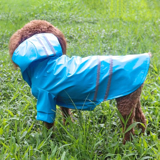 imperméable chien pluie protection