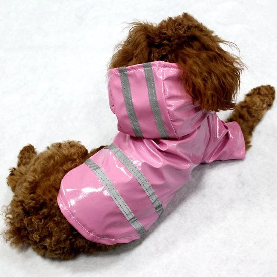 imperméable chien promenade pluie
