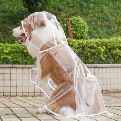 imperméable pour chien sous la pluie