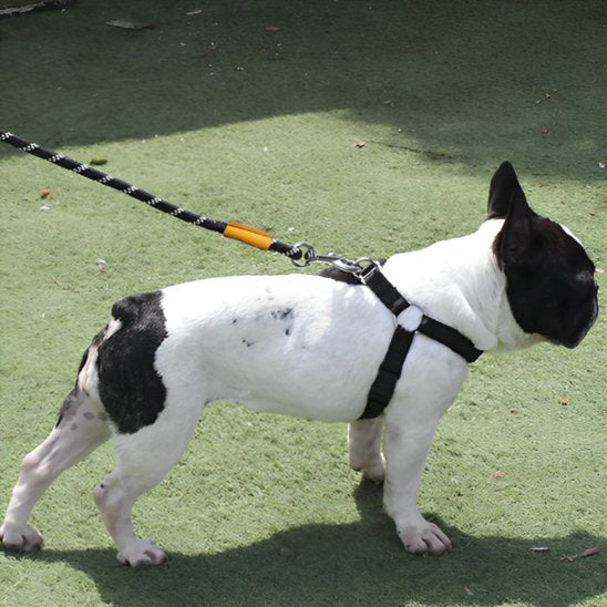 laisse chien balade confortable