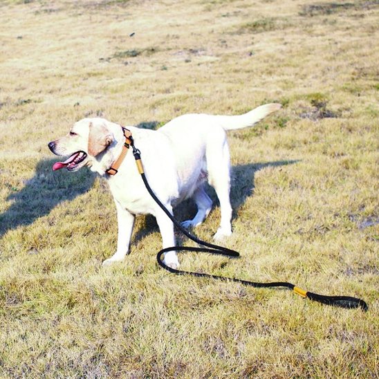 laisse chien solide durable