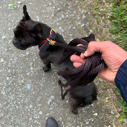 laisse chien utilisation facile