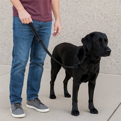 laisse de chien idéale pour balade