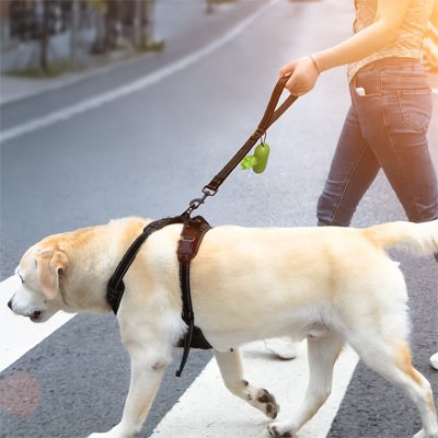 laisse de chien robuste confortable