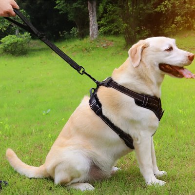 laisse de chien solide chien actif
