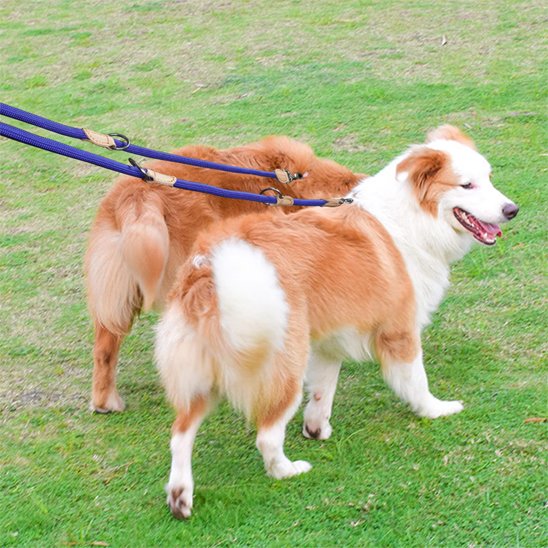laisse double chien anti emmêlement