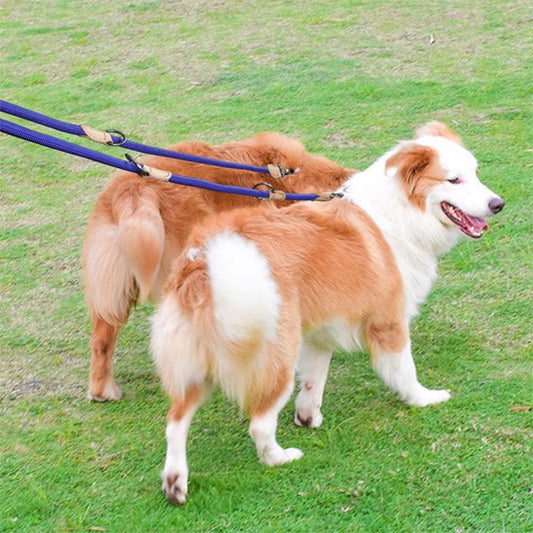 laisse double chien anti emmêlement
