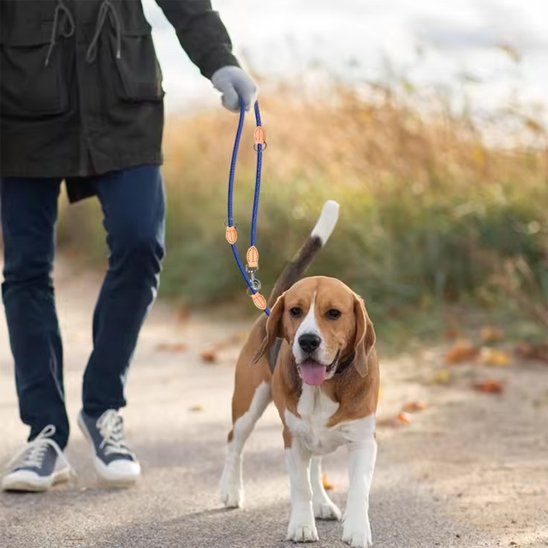 laisse double chien solide quotidien