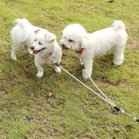 laisse double pour chien deux chiens balade
