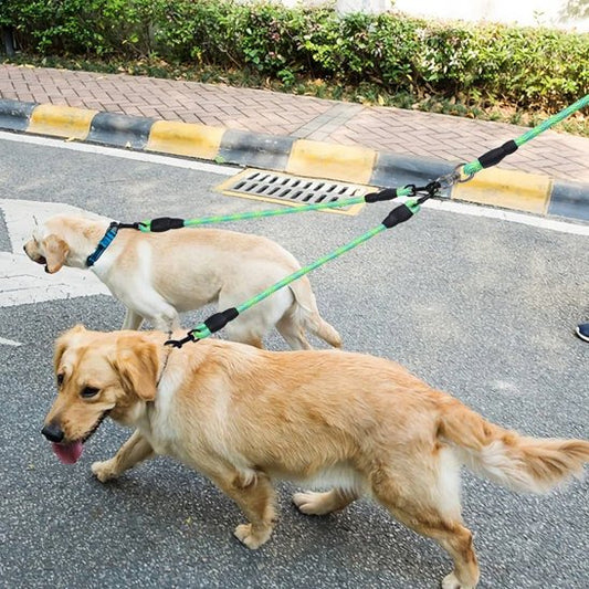 laisse double pour chien promenade facile