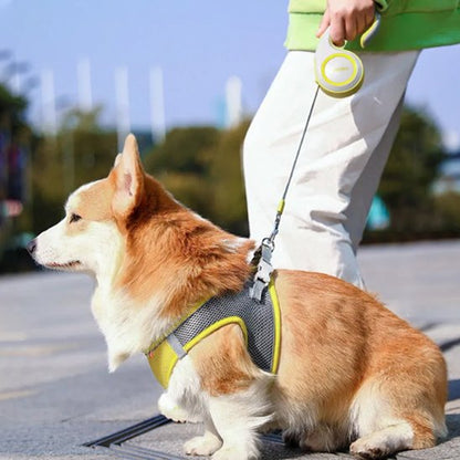 laisse enrouleur chien automatique compacte