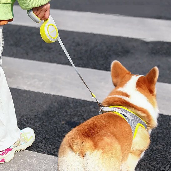 laisse enrouleur chien solide quotidien