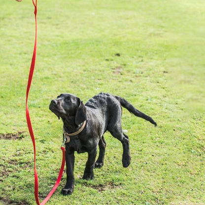 laisse longe pour chien longue distance 