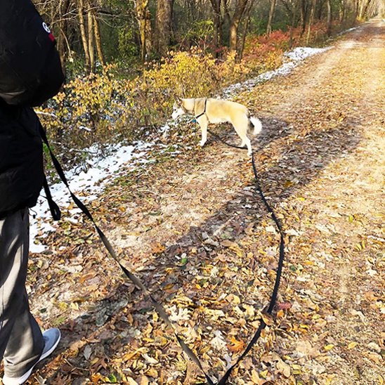 laisse longe pour chien pour rappel 