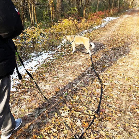 laisse longe pour chien pour rappel 