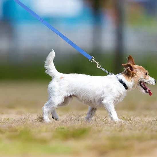 laisse longe pour chien résistante