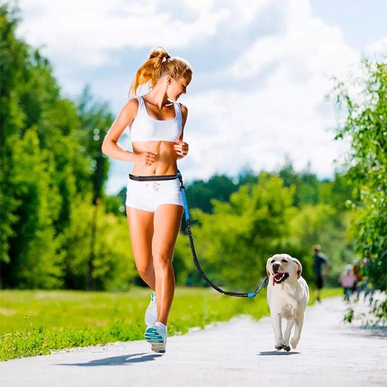 laisse main libre chien ceinture ajustable