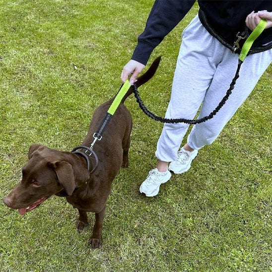 laisse main libre pour chien ceinture ajustable